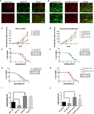 E2F1 mediates competition, proliferation and response to cisplatin in cohabitating resistant and sensitive ovarian cancer cells